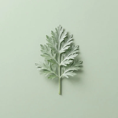 Wormwood Root